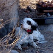 Campsite guard dog in Death Valley